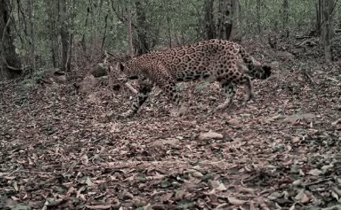 Capturaron 3 jaguares