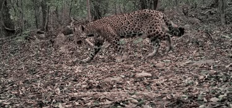 Capturaron 3 jaguares