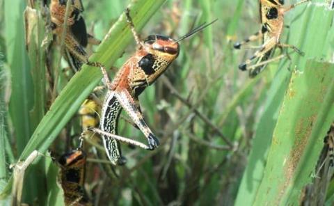 Plaga de langosta ataca los cultivos