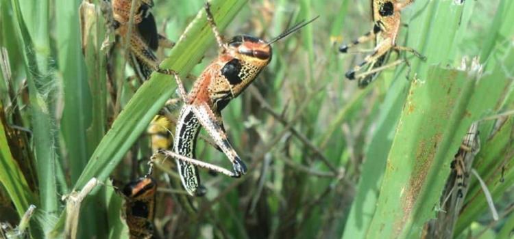 Plaga de langosta ataca los cultivos