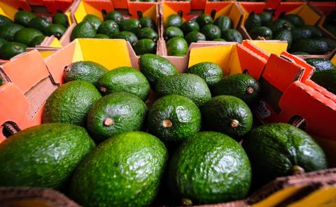 Se elevó el precio del aguacate 
