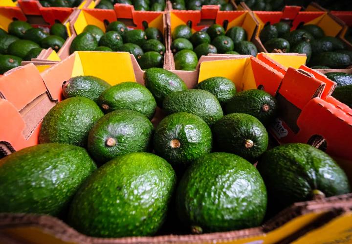 Se elevó el precio del aguacate 