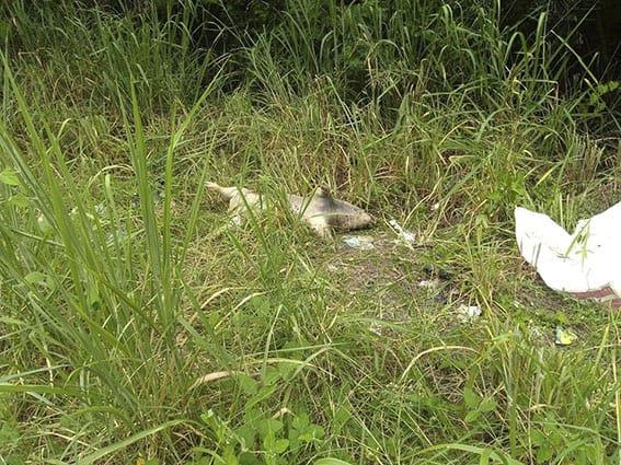 Arrojan animales  muertos en baldíos