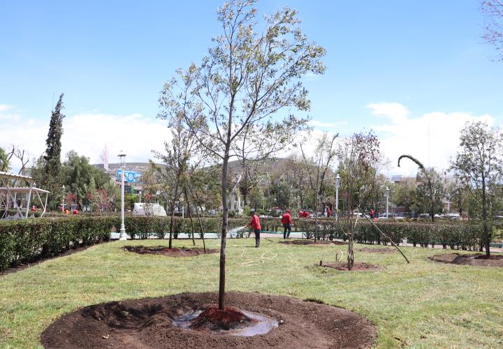 Reforestación del jardín aledaño a Plaza Juárez, favorecerá la presencia de aves e insectos polinizadores