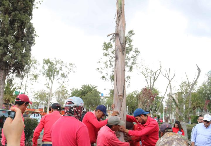 Reforestación del jardín aledaño a Plaza Juárez, favorecerá la presencia de aves e insectos polinizadores