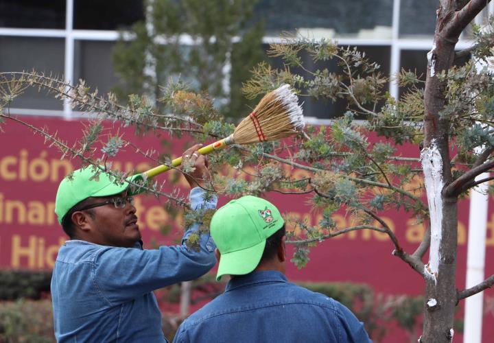 Reforestación del jardín aledaño a Plaza Juárez, favorecerá la presencia de aves e insectos polinizadores