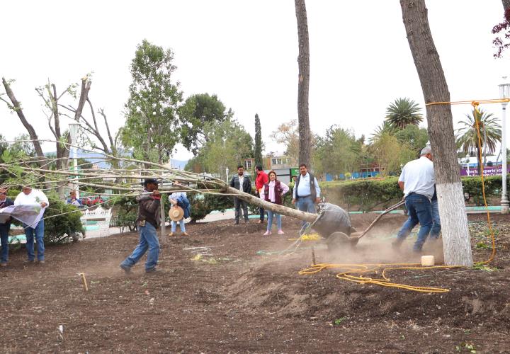 Reforestación del jardín aledaño a Plaza Juárez, favorecerá la presencia de aves e insectos polinizadores