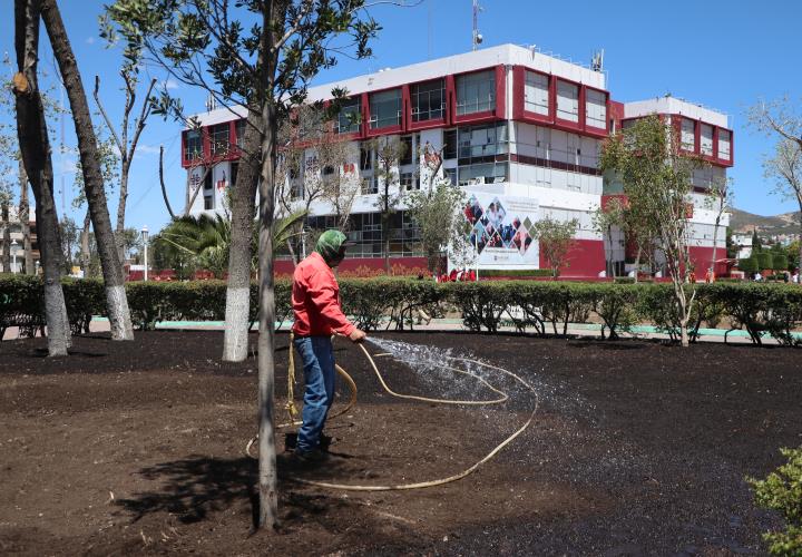 Reforestación del jardín aledaño a Plaza Juárez, favorecerá la presencia de aves e insectos polinizadores