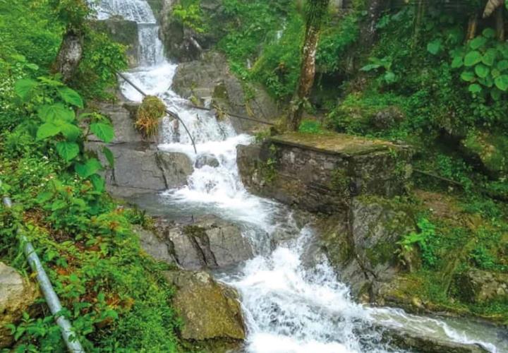 Preparan reforestación como medida ambiental