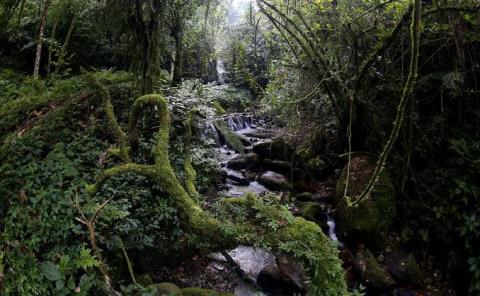 Será por etapas la reforestación Por Amor a mi Planeta 
