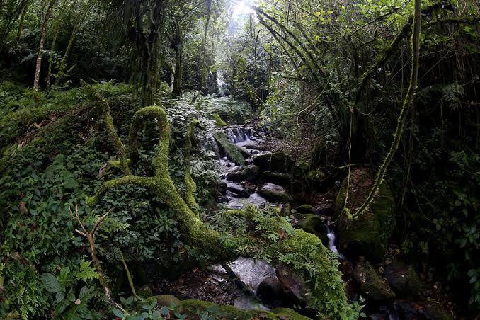 Será por etapas la reforestación Por Amor a mi Planeta 