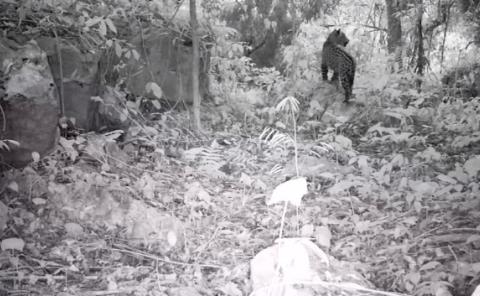 Avistan felinos en la sierra huasteca