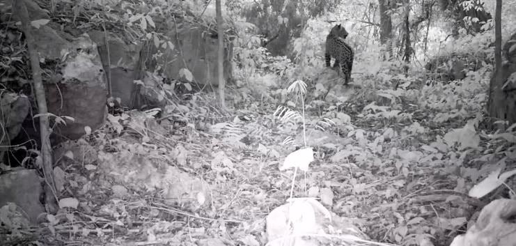 Avistan felinos en la sierra huasteca