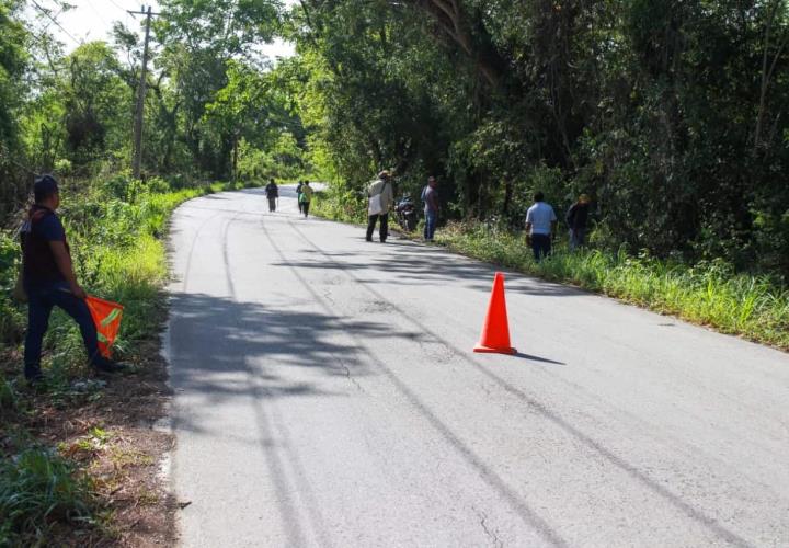 Reforestan con palo de rosa