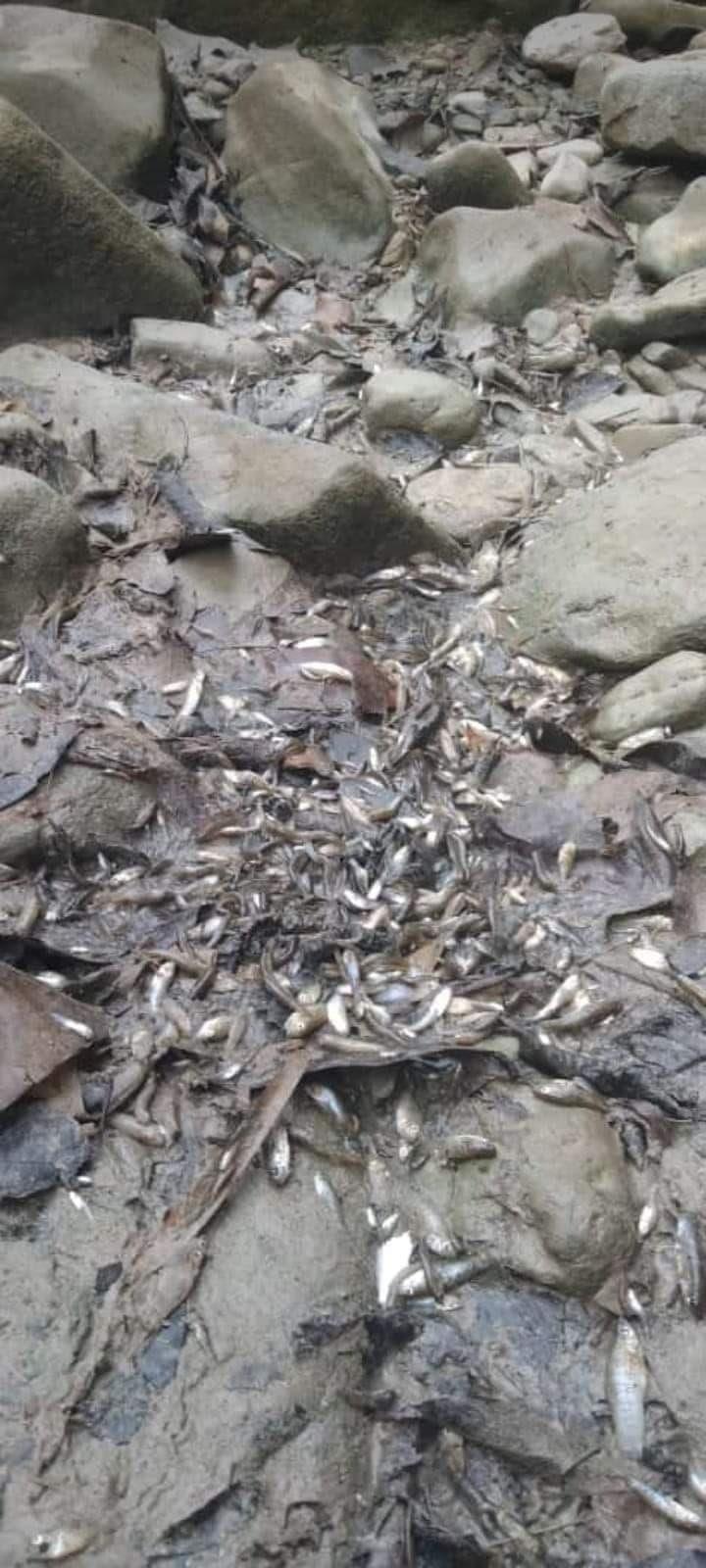 Mortandad de peces