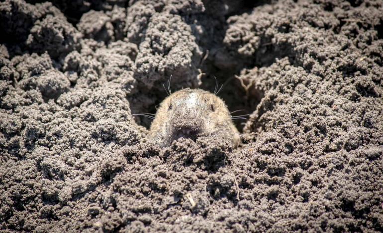 Destaca Semarnath importancia de la conservación de la tuza