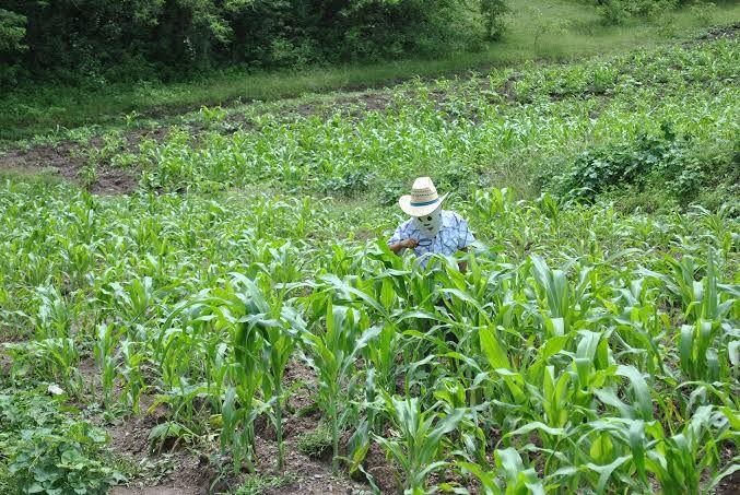 Lluvias benefician a los agricultores 