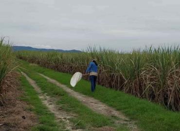 Gusano barrenador afecta a cultivos