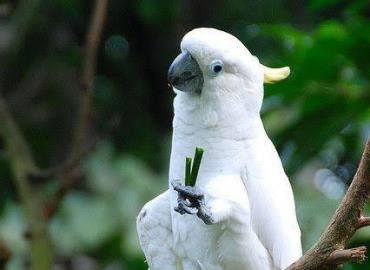 Continúan avistamientos de guacamayas en región 