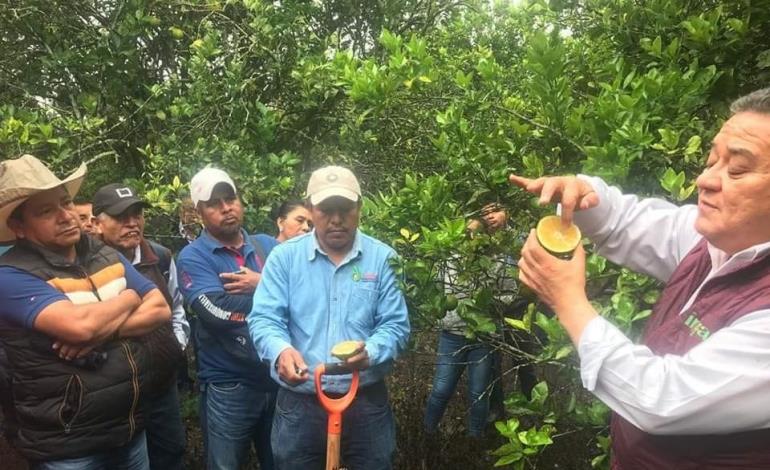 Alcalde apoyó con transporte a productores de cítricos