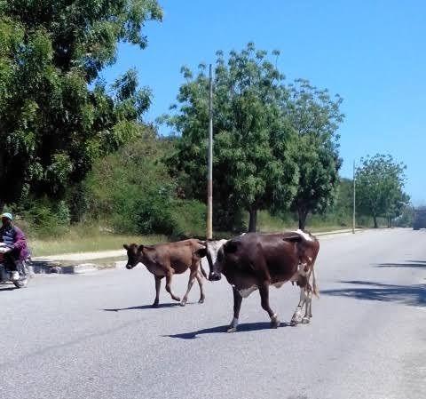 Aumentan quejas por ganado suelto