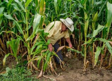 Lluvias benefician a los agricultores