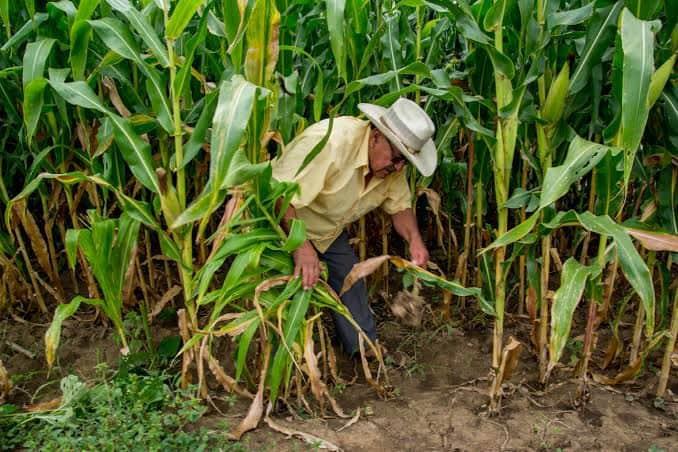 Lluvias benefician a los agricultores