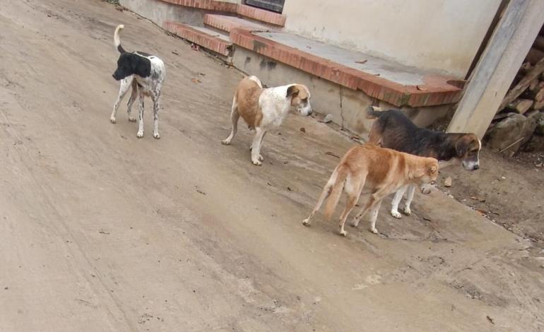 Sin control vagancia de perros en Huitzitzilingo