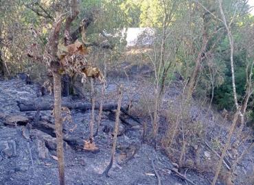 Incendio arrasó cuatro hectáreas   