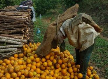 Temporada de naranja está por terminar