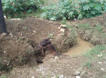 Rescató PC a un caballo 