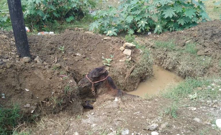 Rescató PC a un caballo 