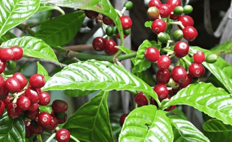 Sequía y calor acaban con las plantas de café