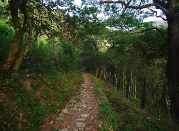 Caminatas en el bosque gran opción para visitar