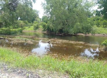 Piden no acercarse al pantano en Las Mesas tras avistamiento de lagarto