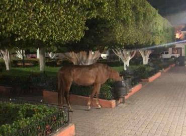 Caballos sueltos hasta en el jardín 