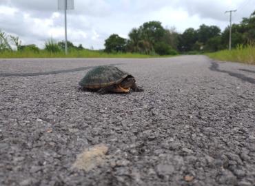 Fauna afectada al cruzar las carreteras