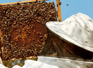 En el municipio insecticidas afecta 