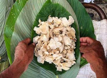 Hongos: un manjar de la Huasteca