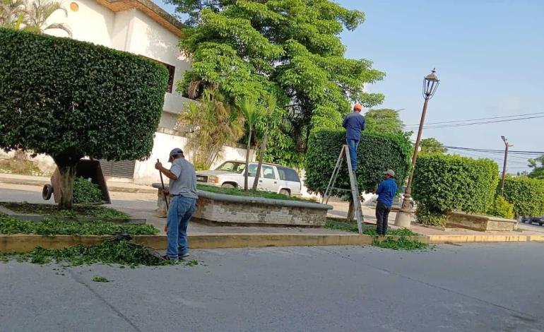 Llevan a cabo desbroce de árboles en bulevar