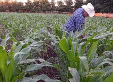 Lluvias alimentan la esperanza a campesinos 