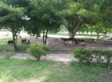 Borregos invaden la Unidad Deportiva en Tampacán