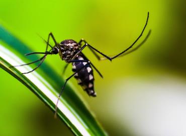 Alerta: Dengue hemorrágico en la mancha urbana 