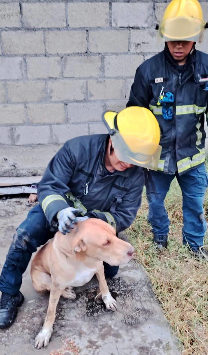 Bomberos rescatan a canino que cayó a una cisterna