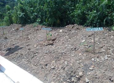 Grupos de sembrando vida plantaron árboles en la supercarretera