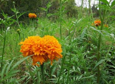 Lluvias podrían dañar la flor de cempasúchil 