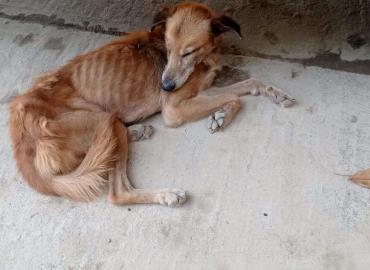 Alerta por brote de pulgas en canes 