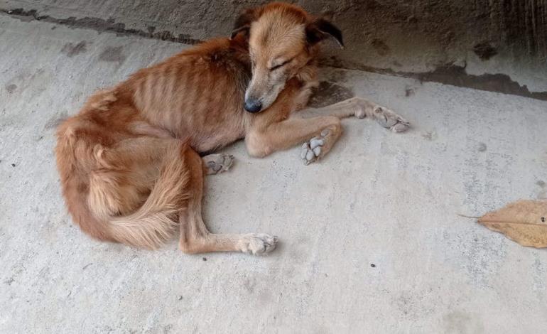 Alerta por brote de pulgas en canes 