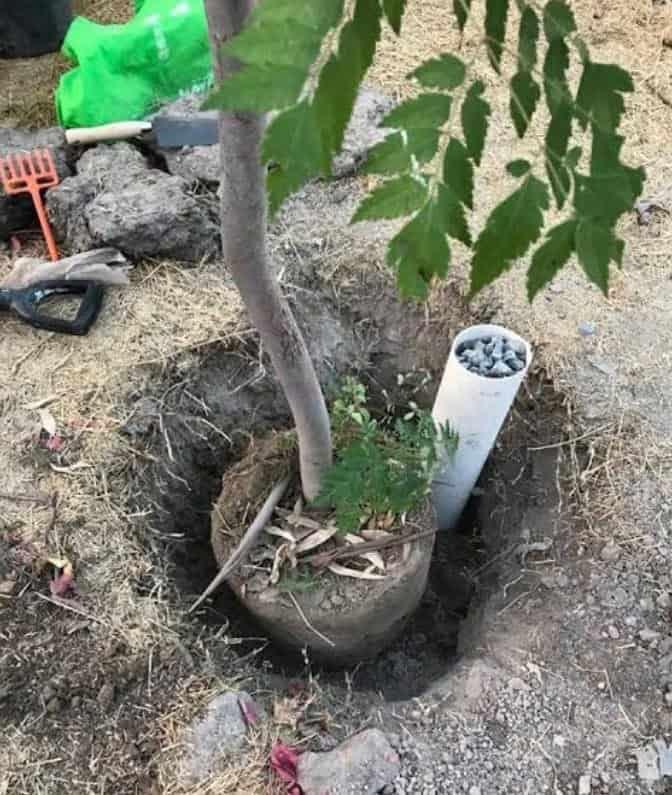 Orientan en plantar los árboles como debe ser