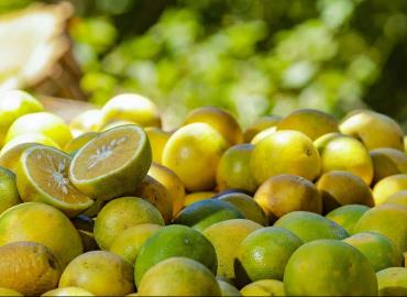 Citricultores presumen buena cosecha de naranja 